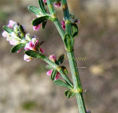 Stem and Leaves